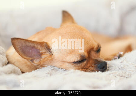 Schlafenden roten Chihuahua Hund auf beigen Hintergrund. Stockfoto