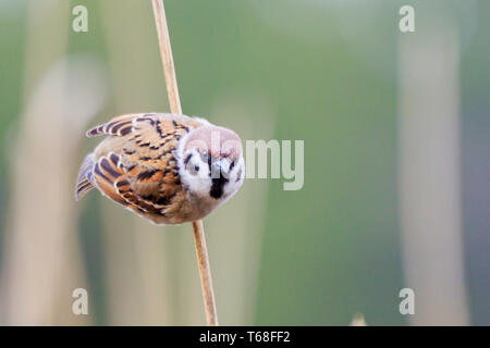 Spatz sitzt auf einem Schilf und schaut Stockfoto