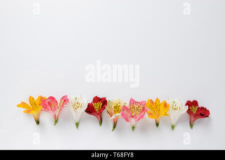 Die gelben, rosa, weiß, rot Alstroemeria Blumen und Text Raum Stockfoto