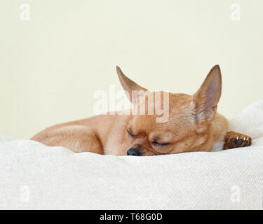 Schlafenden roten Chihuahua Hund auf beigen Hintergrund. Stockfoto