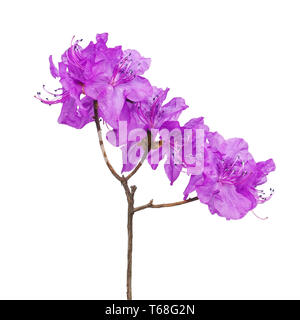 Purple Rhododendron Blüten am Zweig. Stockfoto