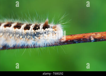 Grosse schöne Wald Caterpillar auf Zweig. Stockfoto