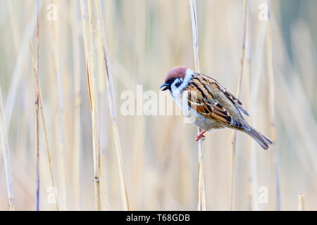 Spatz sitzt auf einem Reed Stockfoto