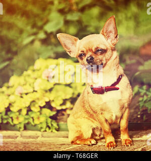 Red chihuahua Hund Standortwahl auf Granitsockel. Stockfoto