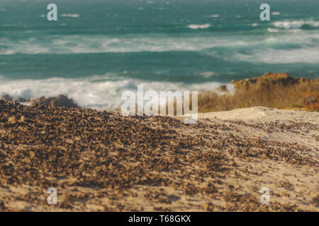 Kleine getrocknete Blätter in den Sand der Dünen am Strand Almograve, Portugal Stockfoto