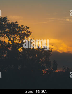 Sonnenuntergang mit Wolken und die Krone der Korkeiche in Silhouette Stockfoto