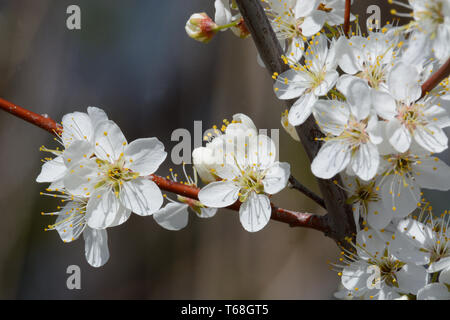 Weiße Feder Cherry Plum Prunus cerasifera oder Blumen blühen im frühen Frühling Stockfoto