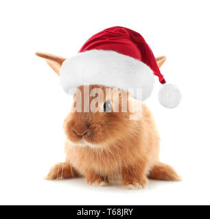 Süße fluffy bunny in Santa Hut auf weißem Hintergrund Stockfoto