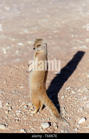 Yellow Mongoose, Kalahari Wüste, Südafrika Stockfoto