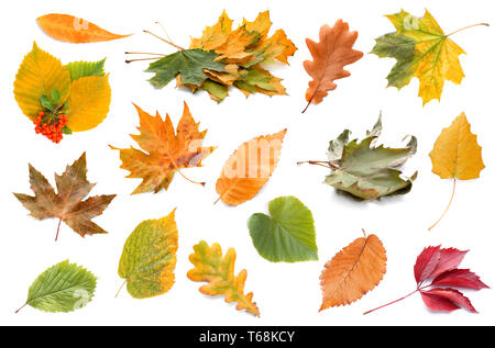 Verschiedene Blätter im Herbst auf weißem Hintergrund Stockfoto