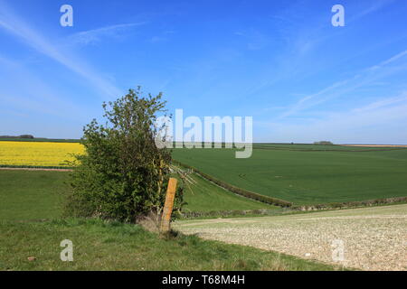 Blauer Himmel über die malerische patchwork Farmland der Yorkshire Wolds im Frühling Stockfoto