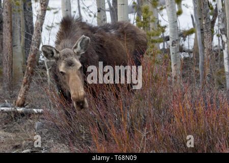 Eine Kuh Elche Feeds auf Weiden, als Sie erwartet Federn Anreise in die Snowy Range Berge, Wyoming Stockfoto