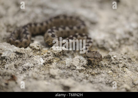 Horned viper Vipera ammodytes Stockfoto