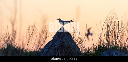 Die Silhouette der tern auf den Stein gegen den roten Sonnenuntergang Himmel. Dramatischer Sonnenuntergang Himmel. Die flussseeschwalbe Wissenschaftlicher Name: Sterna hirundo. Sternidae Stockfoto