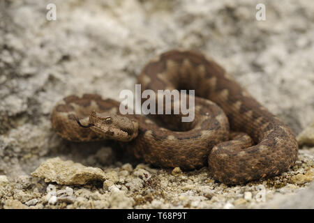 Horned viper Vipera ammodytes Stockfoto