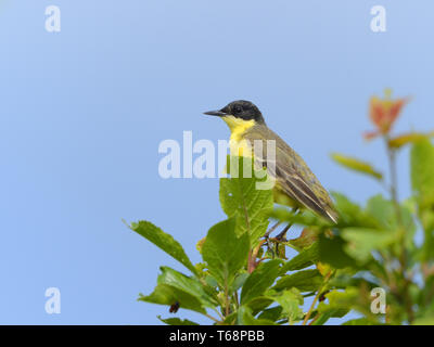 [Östlichen schafstelze Motacilla feldegg, Syn.: M. flava Feldegg] Stockfoto