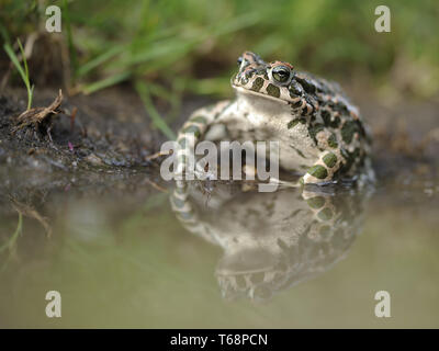 Europäische grüne Kröte, Pseudepidalea viridis, Bufo viridis, Bufotes viridis, Ost Europa Stockfoto