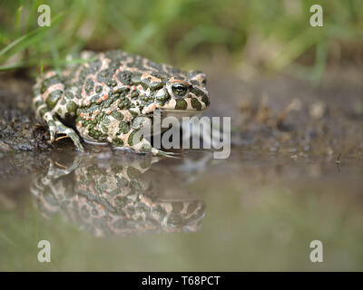 Europäische grüne Kröte, Pseudepidalea viridis, Bufo viridis, Bufotes viridis, Ost Europa Stockfoto