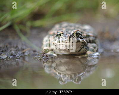 Europäische grüne Kröte, Pseudepidalea viridis, Bufo viridis, Bufotes viridis, Ost Europa Stockfoto