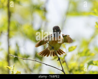 Gemeinsame schwarzkehlchen Saxicola Torquatus, Stockfoto