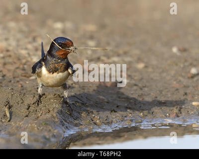 Eurasischen Rauchschwalbe, Hirundo Rustica Stockfoto