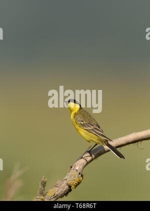 [Östlichen schafstelze Motacilla feldegg, Syn.: M. flava Feldegg] Stockfoto