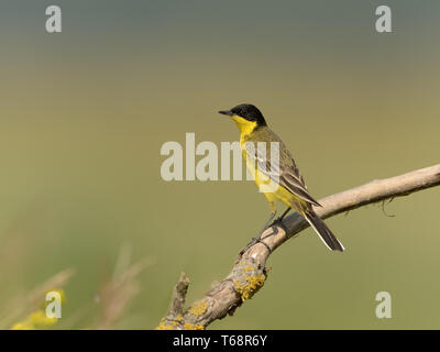 [Östlichen schafstelze Motacilla feldegg, Syn.: M. flava Feldegg] Stockfoto