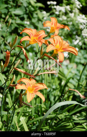Orange Lilie (Lilium bulbiferum) Stockfoto