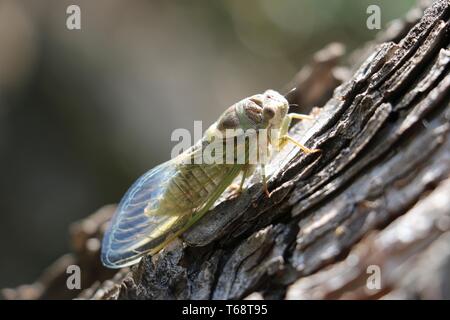 Südfrankreich - Nach mehreren Jahren unterirdisch, diese zikade hat als eine Nymphe entstanden und seine Haut - Klettern am nächsten Baum im Sonnenlicht vergossen Stockfoto