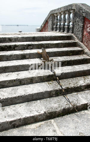 Ein leguan Liegewiese am, Vizcaya Museum und Garten, Miami, Florida, USA. Stockfoto