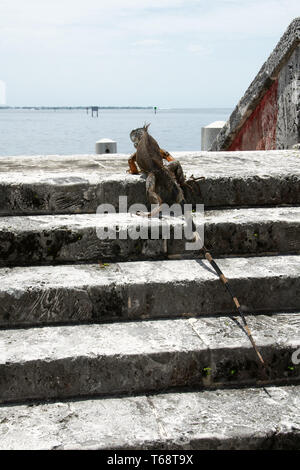 Ein leguan Liegewiese am, Vizcaya Museum und Garten, Miami, Florida, USA. Stockfoto