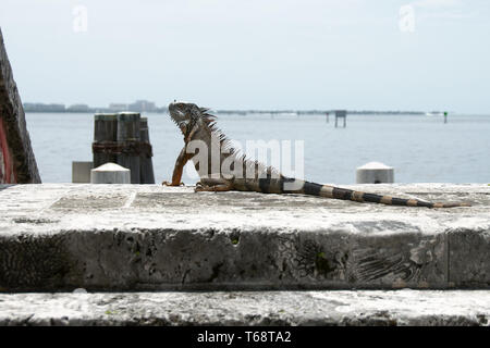 Ein leguan Liegewiese am, Vizcaya Museum und Garten, Miami, Florida, USA. Stockfoto