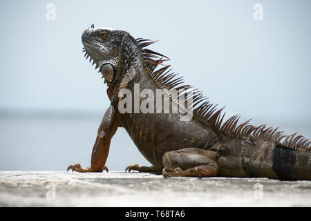 Ein leguan Liegewiese am, Vizcaya Museum und Garten, Miami, Florida, USA. Stockfoto