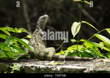 Ein leguan Liegewiese am, Vizcaya Museum und Garten, Miami, Florida, USA. Stockfoto