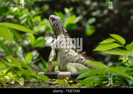 Ein leguan Liegewiese am, Vizcaya Museum und Garten, Miami, Florida, USA. Stockfoto