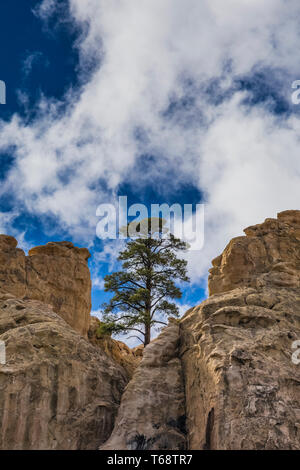 Einsame Ponderosa Kiefern, Pinus ponderosa, hoch oben auf Inschrift im Felsen in El Morro National Monument, New Mexico, USA Stockfoto