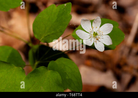 Rue Anemone im Land zwischen den Seen Stockfoto