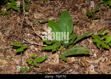 Wilder Beinwell im Land zwischen den Seen Stockfoto