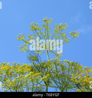 Dill, Anethum graveolens, jährliche Kraut Stockfoto