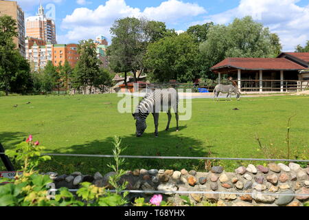 Zebras in der Moskauer Zoo Stockfoto