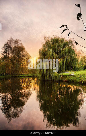 HDR-Shooting von einer Trauerweide Spiegelung in einem Teich Stockfoto