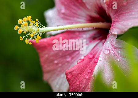 Makrofotografie eines Hibiskus Blume mit einigen Morgentau fällt. In den Anden von zentralen Kolumbien erfasst. Stockfoto