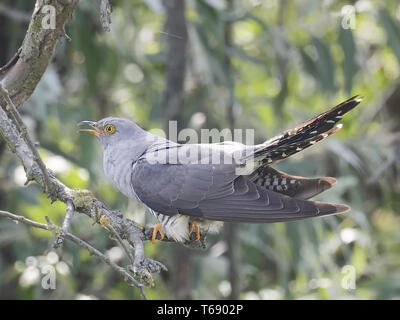 Gemeinsame Kuckuck, Kuckuck Cuculus canorus, Stockfoto