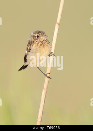 Gemeinsame schwarzkehlchen Saxicola Torquatus, Stockfoto