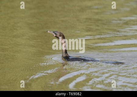 Pygmy Cormorant, Microcarbo pygmaeus Stockfoto