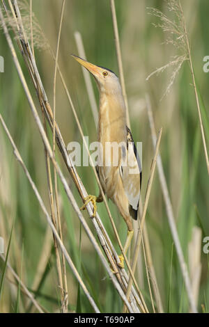 Wenig Rohrdommel, gemeinsame kleine Rohrdommel, Ixobrychus minutus, Zwergrohrdommel Stockfoto