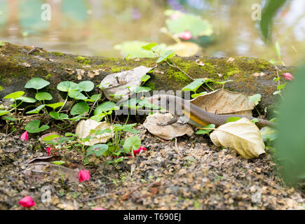 Balinensis Eutropis multifasciata (Bali Skink) Stockfoto