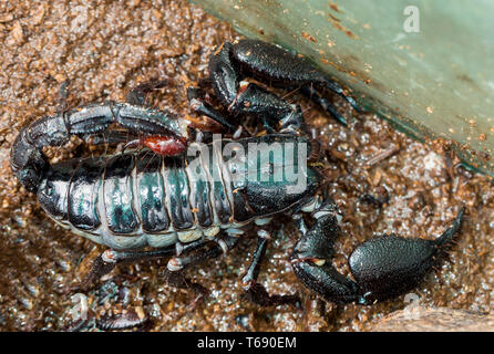Kaiser Scorpion (Pandinus imperator) Stockfoto