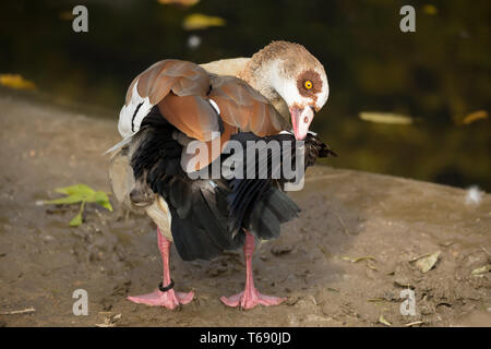 Nilgans Stockfoto