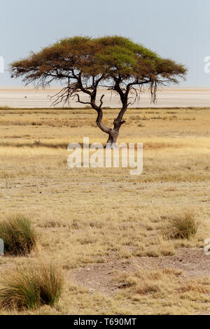 Große Akazie in die offene Savanne plains Afrika Stockfoto
